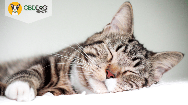 The Benefits of CBD Oil For Cats