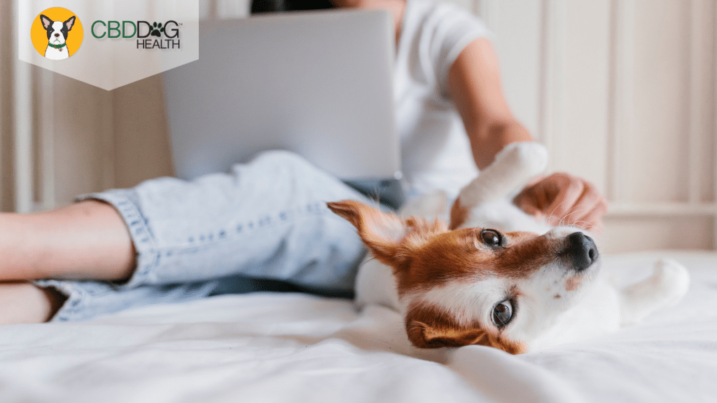 Choosing CBD for your pet's ailments