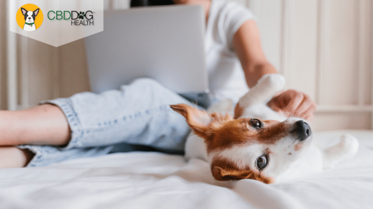 Choosing CBD for your pet's ailments