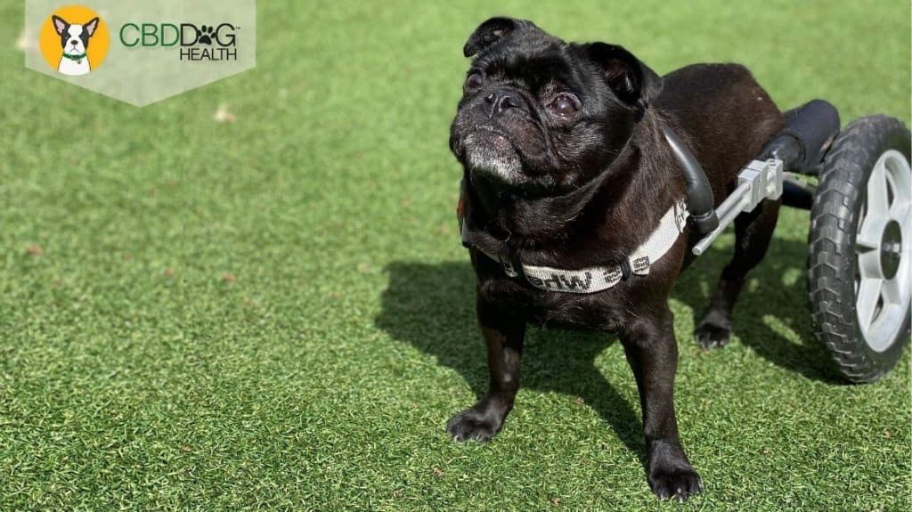 Bruce Wayne the Pug - Pug Myelopathy Blog Featured Image
