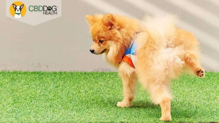 CBD for Bladder Cancer Blog Featured Image with Dog Peeing