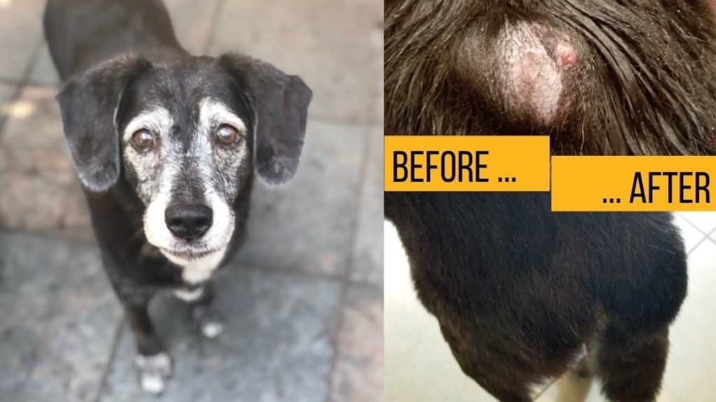 Healing Miss Daisie tumor Before After CBD