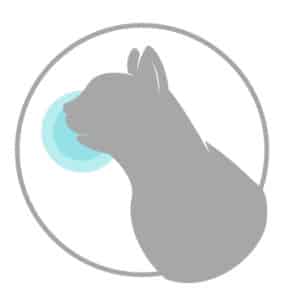 Administer CBD oil dosage for cats - how to administer to gums