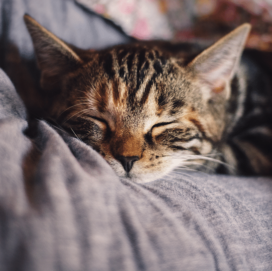 cbd for cats full spectrum hemp for cats