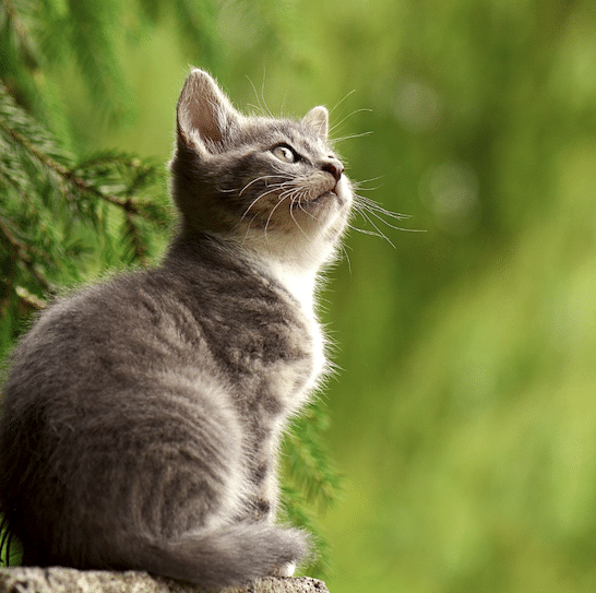 cbd for cats organic full spectrum hemp for cats