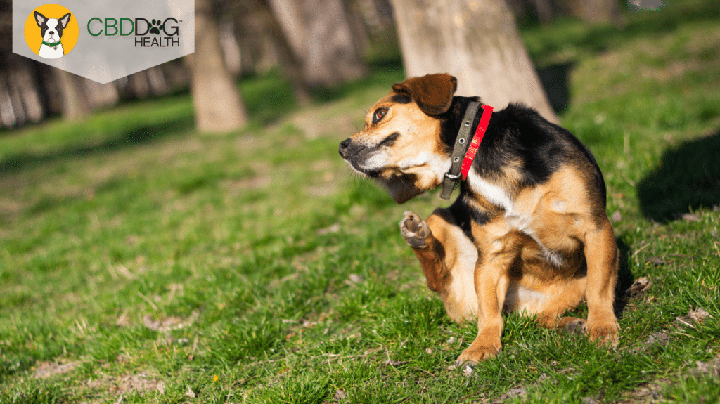 CBD for Dogs reviews CBD for dog allergies cbd for allergies in dogs reviews testimonials success stories ease soothe