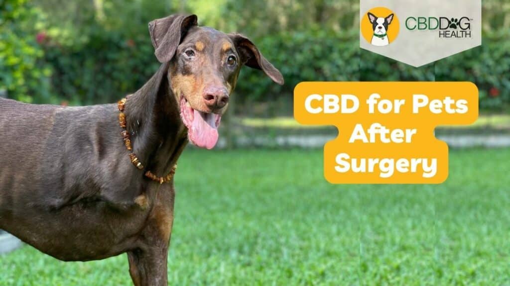 CBD for dogs after surgery post surgical benefits of cbd oil for dogs post surgery pain inflammation anxiety operation