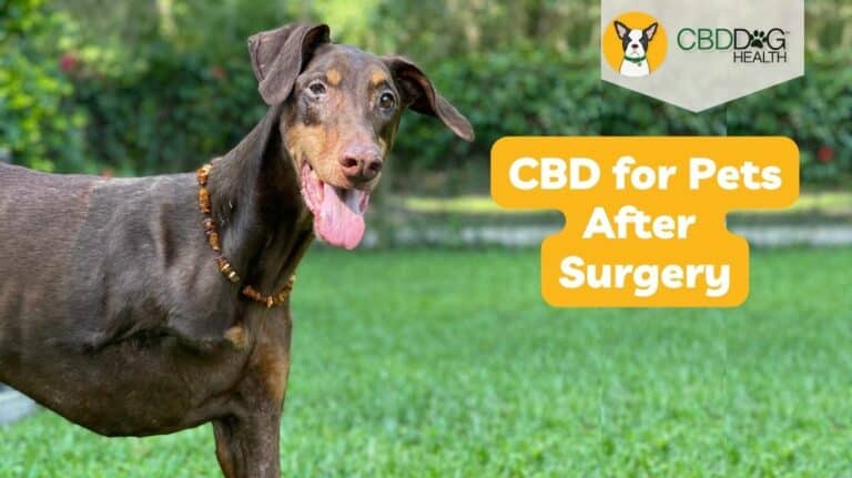 CBD for dogs after surgery post surgical benefits of cbd oil for dogs post surgery pain inflammation anxiety operation