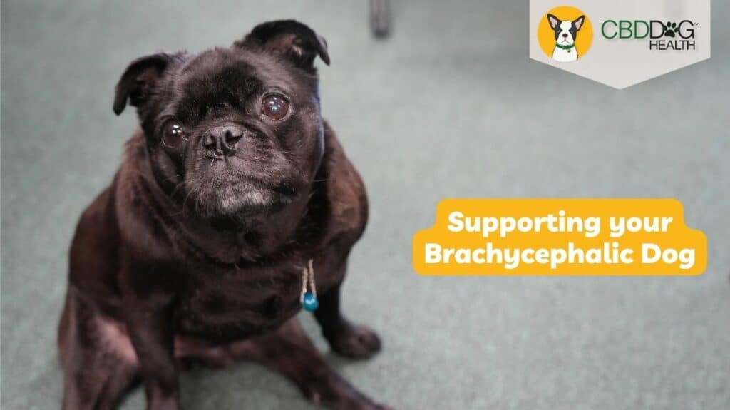 brachycephalic dogs brachycephalic obstructive airway syndrome boas pugs frenchies french bulldogs flat faced breeds breathing