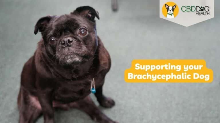 brachycephalic dogs brachycephalic obstructive airway syndrome boas pugs frenchies french bulldogs flat faced breeds breathing