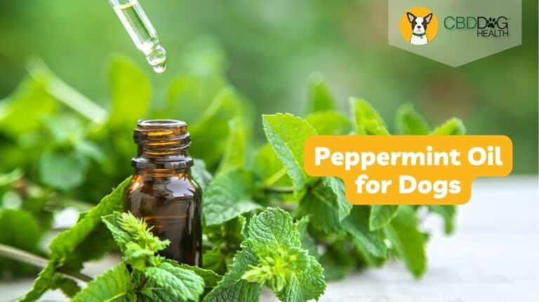 peppermint oil for dogs, is peppermint oil safe for dogs peppermint essential oil