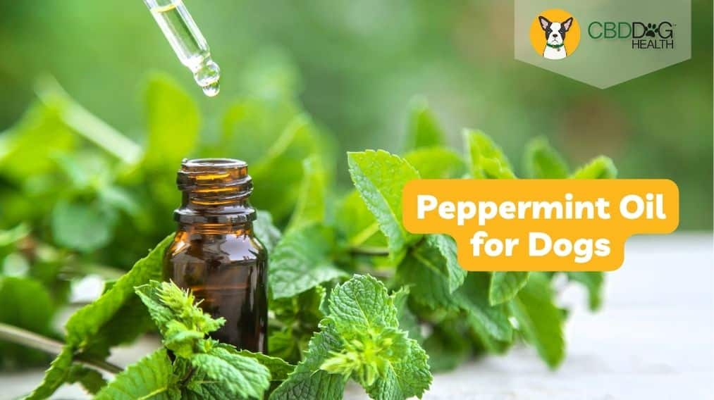 peppermint oil for dogs, is peppermint oil safe for dogs peppermint essential oil