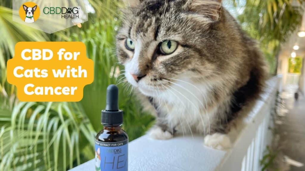 cbd for cats with cancer feline cancer supplement hemp for cat cancer cbd oil for cat cancer