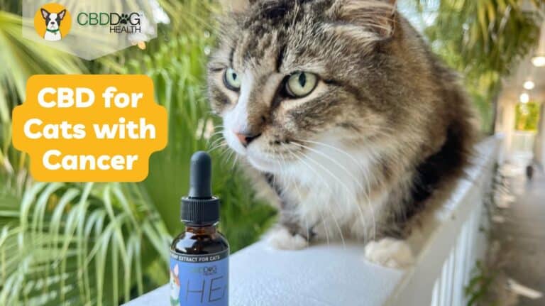 cbd for cats with cancer feline cancer supplement hemp for cat cancer cbd oil for cat cancer