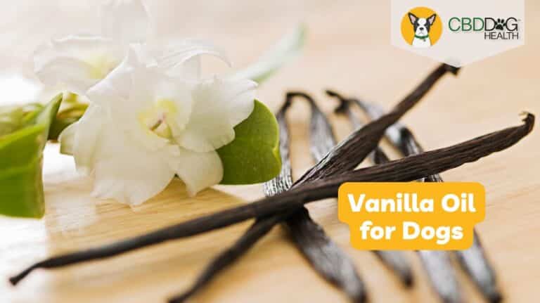 can dogs have vanilla can cats have vanilla vanilla for dogs vanilla oil for pets