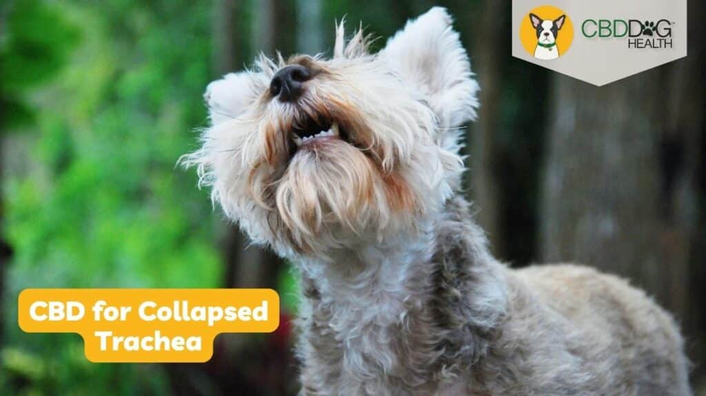 CBD for collapsed trachea in dogs natural remedies for collapsed trachea cbd oil tracheal collapse collapsing trachea collapse bronchial