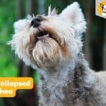 CBD for collapsed trachea in dogs natural remedies for collapsed trachea cbd oil tracheal collapse collapsing trachea collapse bronchial