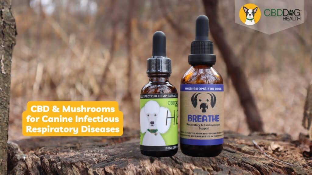 breathe heal cbd mushrooms for dog respiratory support canine infectious respiratory disease mystery dog illnesses going around
