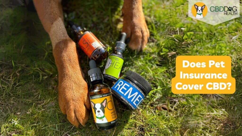 Does Pet Insurance Cover CBD for Pets Can CBD be covered by insurance pet CBD insurance coverage for pets