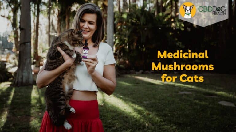 Mushrooms for cats benefits of medicinal mushrooms for cats Mushroom extract for cats medicinal mushrooms for cats Can cats have mushrooms