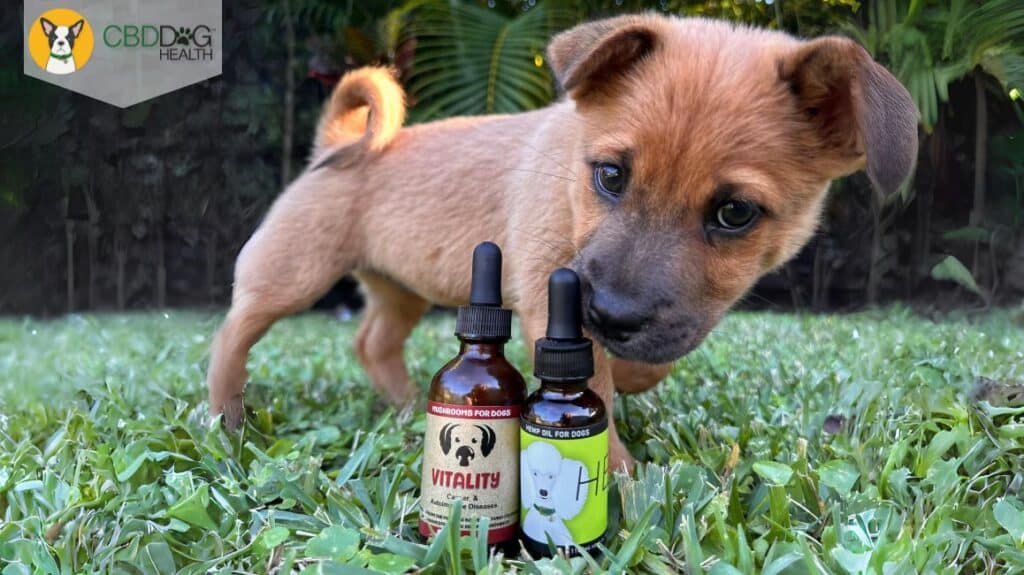 proactive pet care with CBD & Mushrooms for healthy pets prevent illness disease cancer help your dog live longer