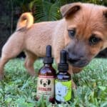 proactive pet care with CBD & Mushrooms for healthy pets prevent illness disease cancer help your dog live longer