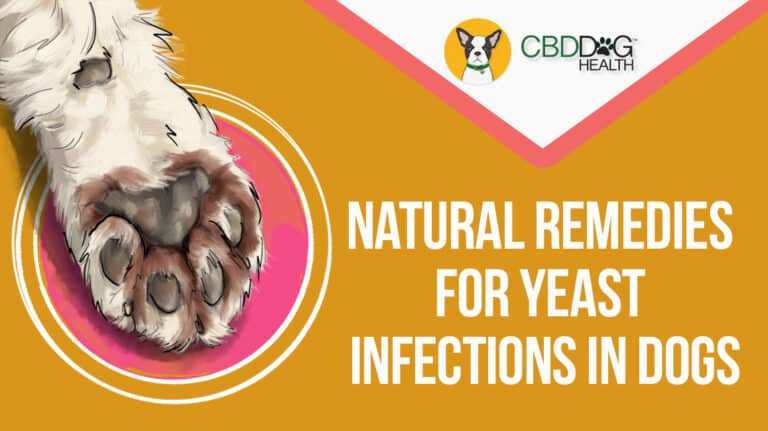 Natural remedies for yeast infections in dogs, CBD for yeast infections in dogs, dog yeast infection natural remedy at home