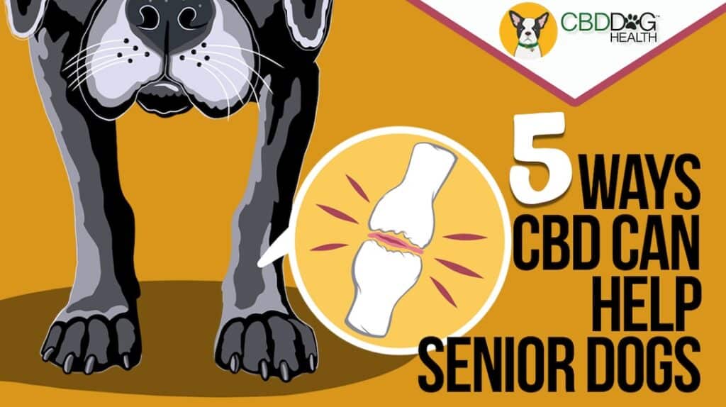 Top 5 Benefits of CBD for Senior Dogs Aging Pets natural senior dog supplement