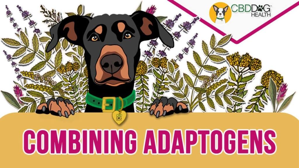 adaptogen synergy combining adaptogens for pets fshe cbd turmeric frankincense lavender for pets dogs cats