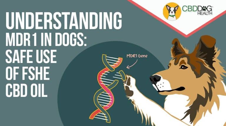 MDR1 dogs can have CBD full spectrum hemp extract cbd oil for dogs with MDR1