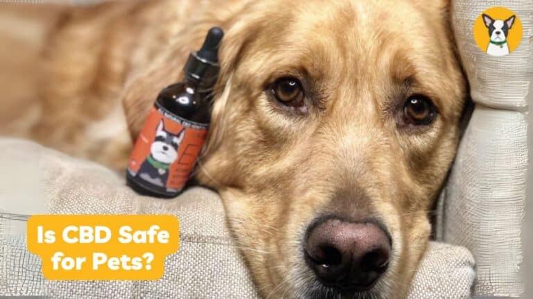 Is CBD safe for dogs? Is CBD safe for pets?