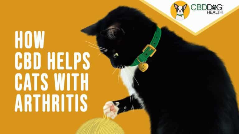 how CBD helps cats with arthritis and joint pain, cbd oil for cat arthritis cat joint pain