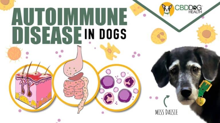 cbd for autoimmune disease in dogs lupus pemphigus ibd immune system immune support