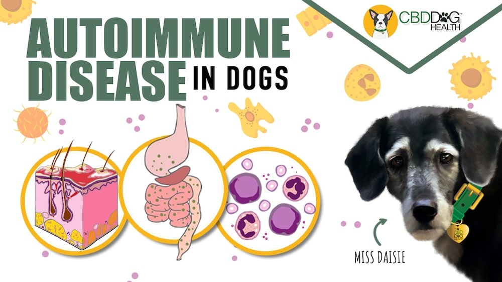 cbd for autoimmune disease in dogs lupus pemphigus ibd immune system immune support