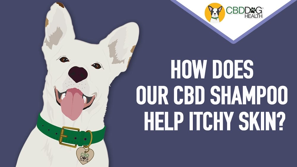CBD Shampoo for dogs with itchy skin dry skin allergies dermatitis natural dog shampoo